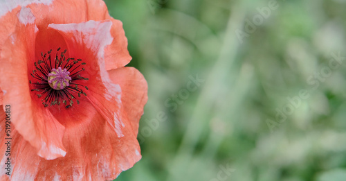 Close-up of a delicate coral poppy flower on a green blurred background. Floral backdrop.