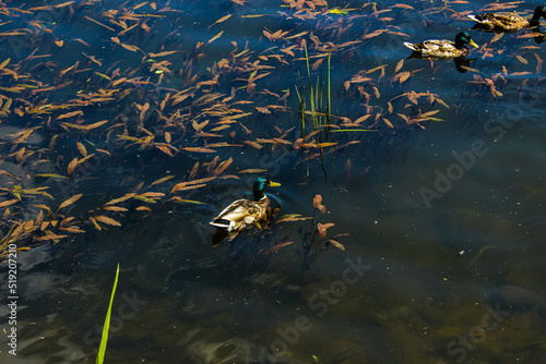 Wild gray ducks swimming in a pond among algae