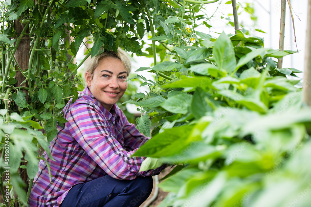 Farmer at work in greenhouse. Farmer at work in greenhouse.