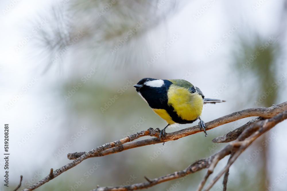 Fototapeta premium yellow bird tit sits on a branch and looks carefully. forest bird in autumn in the forest