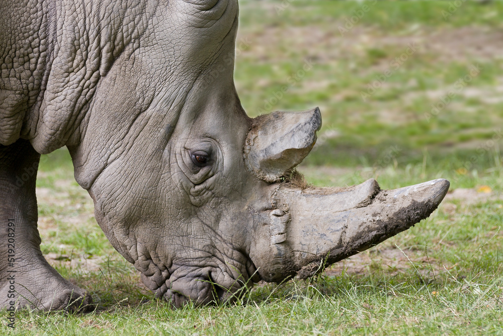 Głowa nosorożca białego - obrazy, fototapety, plakaty 