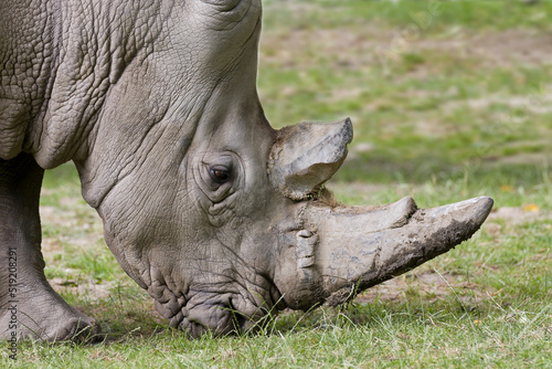 Głowa nosorożca białego © Jarosaw