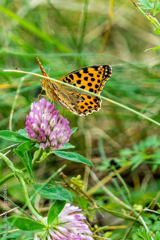 Obraz premium Schmetterling,butterfly