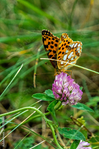 Schmetterling,butterfly © Stefan