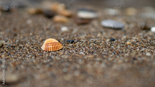Muszla leżąca na nadmorskiej plaży, piach © Klaudia Baran