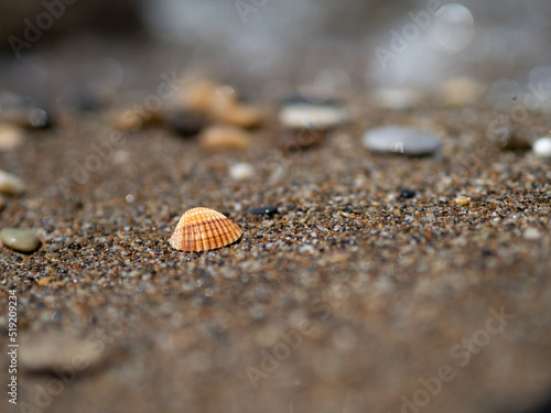Muszla leżąca na nadmorskiej plaży, piach