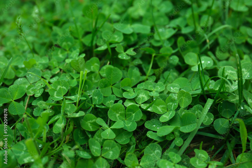 Beautiful green clover leaves and grass with water drops Beautiful green clover leaves and grass with water drops