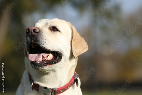 Yellow Labrador in park on sunny day, closeup. Space for text
