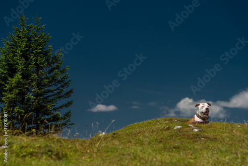 Pit bull terrier in mountains on green grass with white stones