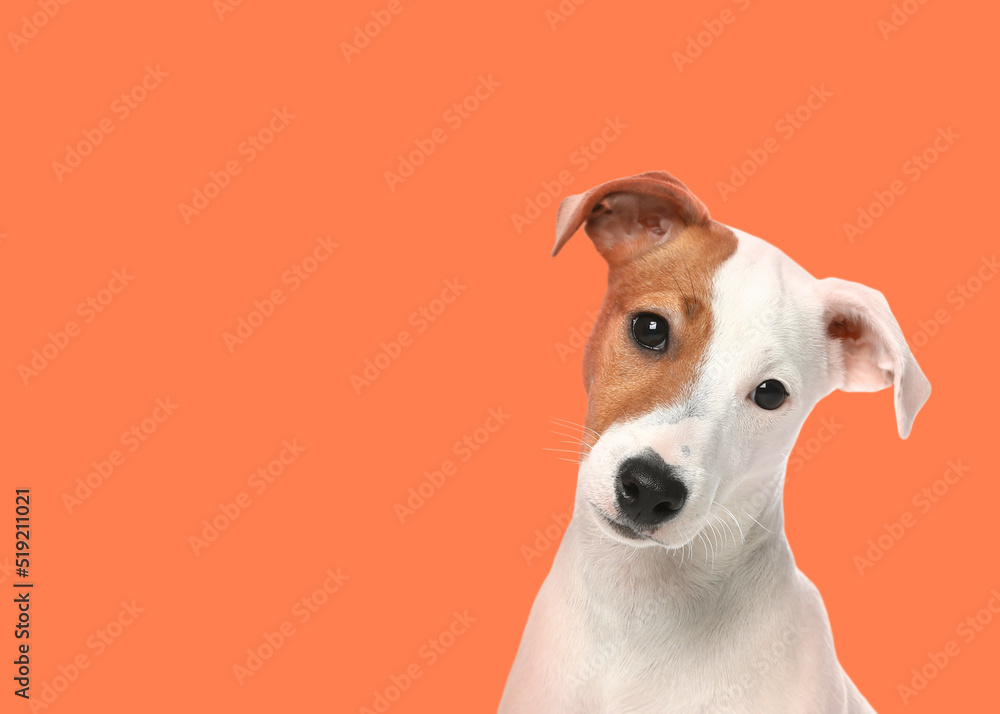 Cute Jack Russel Terrier on pale orange background. Space for text