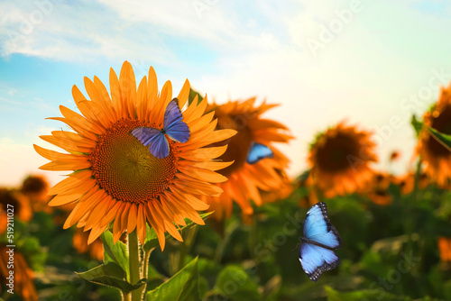Beautiful butterflies flying near sunflower in field on sunny day © New Africa