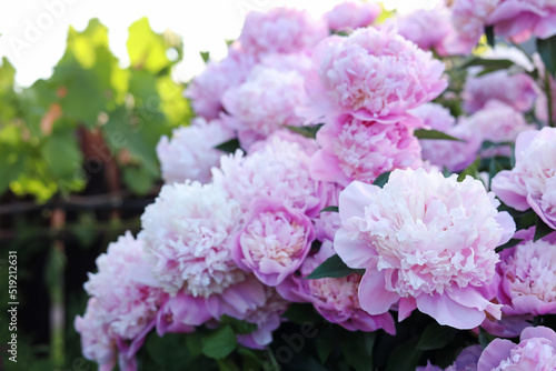 Blooming peony plant with beautiful pink flowers outdoors, closeup