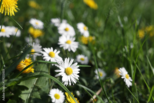 Beautiful bright yellow dandelions and chamomile flowers in green grass on sunny day  closeup