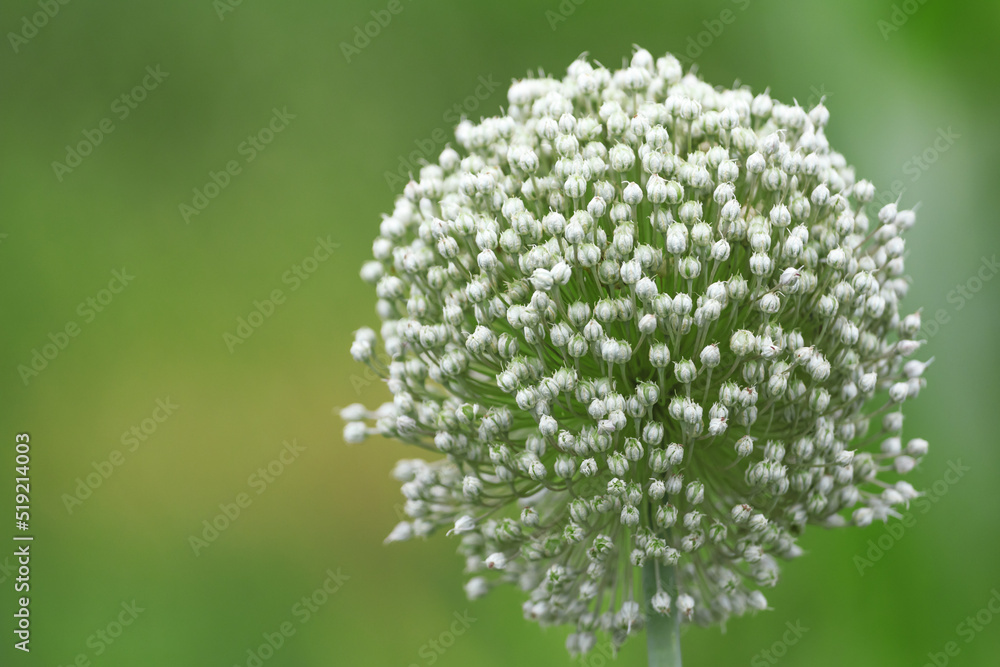 Flowering onion seed head ball in the garden. Close-up on a bokeh background. Flowering onion seed head ball in the garden. Close-up on a bokeh background.