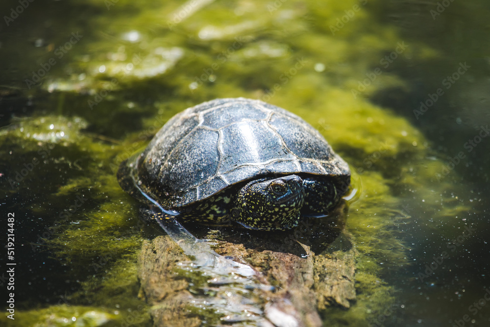 Europäische Sumpfschildkröte in Wasser Europäische Sumpfschildkröte in Wasser