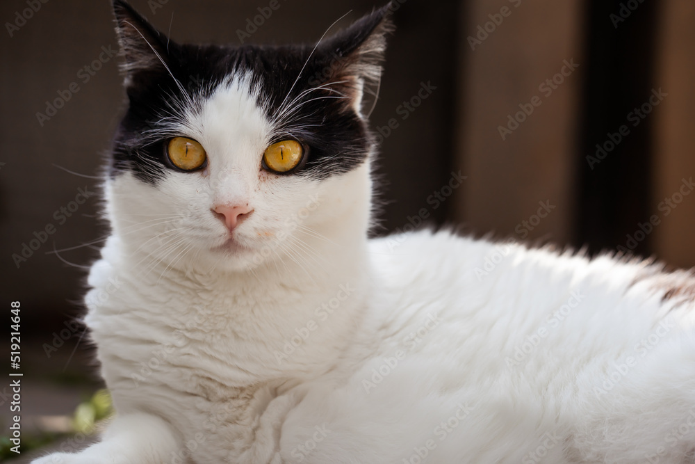 Schwarz-weiße Katze mit besonders gelben Augen starrt in Kamera
