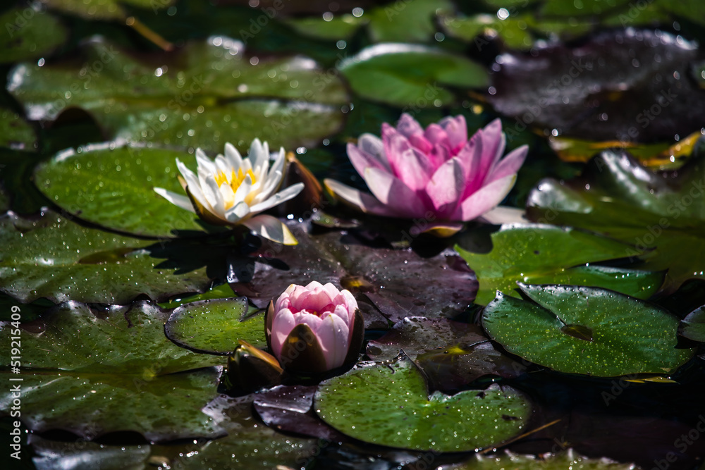 Wunderschöne Seerosen in kleinem Teich Wunderschöne Seerosen in kleinem Teich