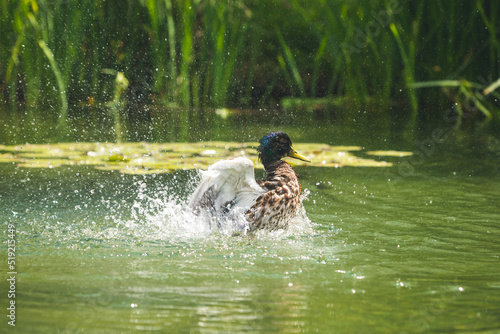 Fototapeta Naklejka Na Ścianę i Meble -  Ente schlägt im Wasser mit Flügeln um sich und spritzt mit Wasser