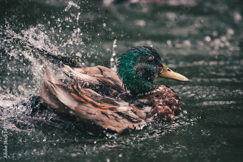 Ente schlägt im Wasser mit Flügeln um sich und spritzt mit Wasser photo