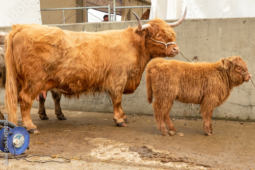 Highland Cow and her young calf being washed and prepared for the show ring at the Great Yorkshire Show, Harrogate, UK, 2022. Horizontal. Space for copy.