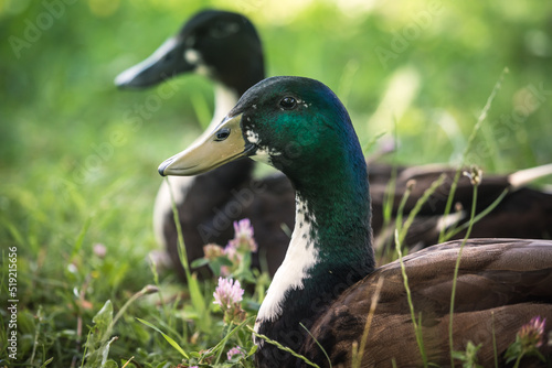 Im Gras liegende Pommernenten