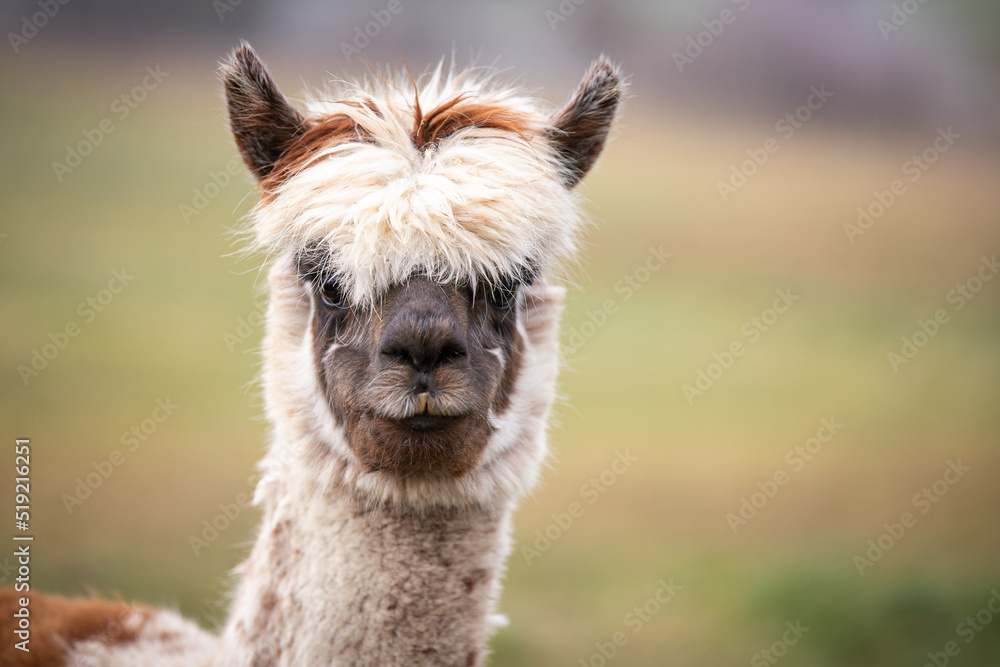 Obraz premium white alpaca in the field