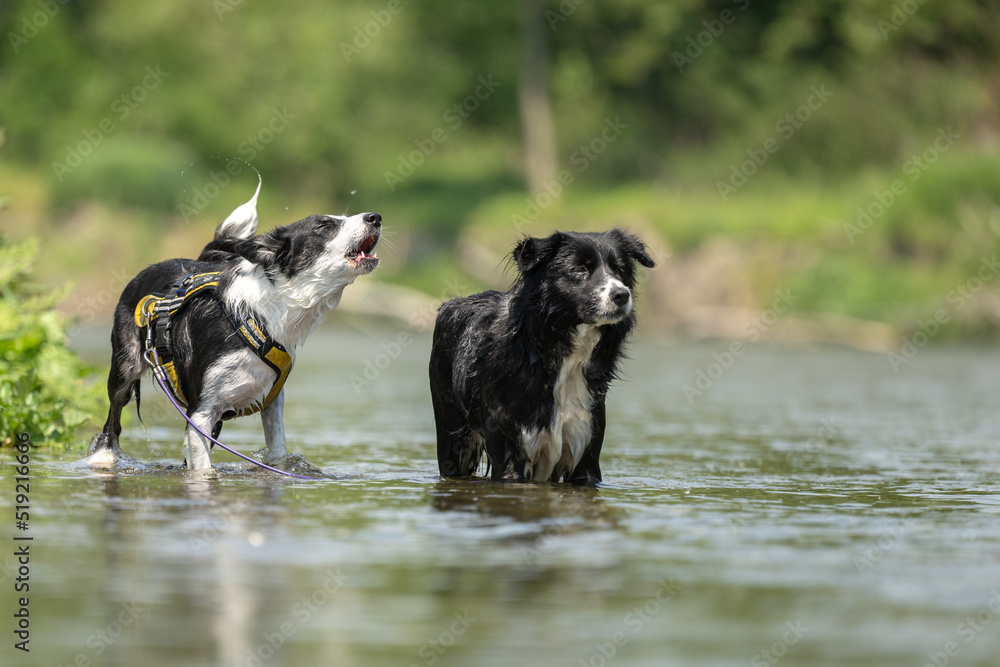 two funny dogs in the low water in the lake - border collies two funny dogs in the low water in the lake - border collies