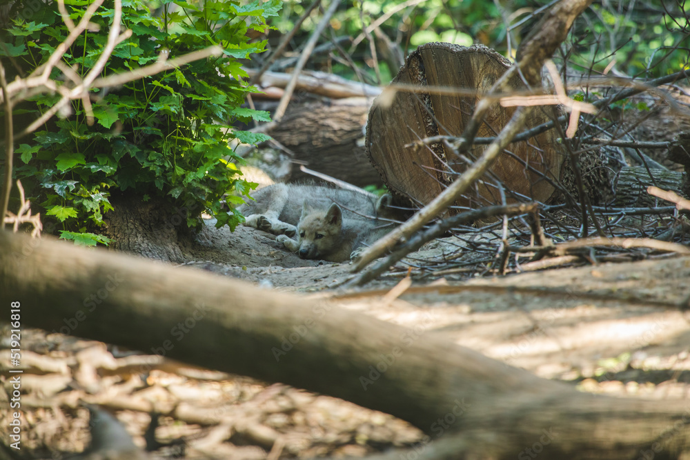 Arktische Wolfwelpen liegen im Geäst versteckt Arktische Wolfwelpen liegen im Geäst versteckt