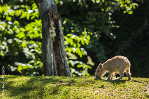 Capybara frisst Gras © Vanell