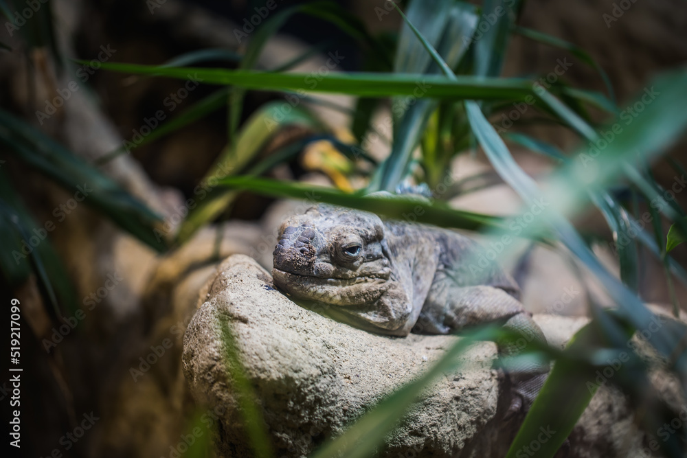 Fototapeta premium Nashornleguan liegt herum, davor sieht man lange Blätter