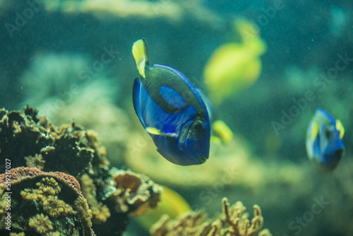 Palettendoktorfisch © Vanell