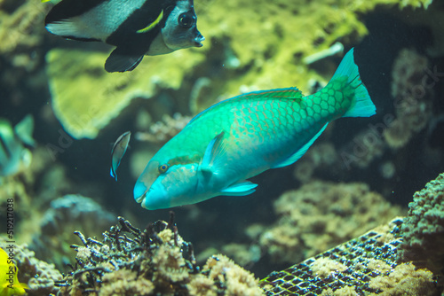 Chlorurus, Quoyi's Papageifisch