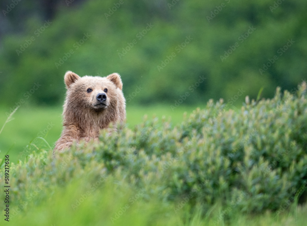 Fototapeta premium Alaskan brown bear cub