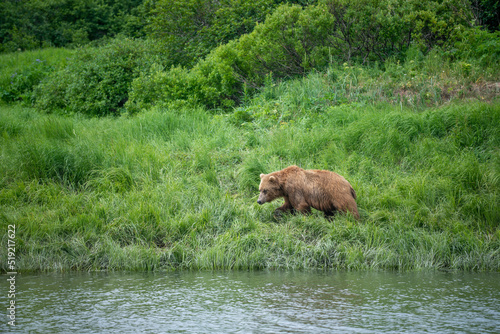 Alaskan Brown bear at McNeil River