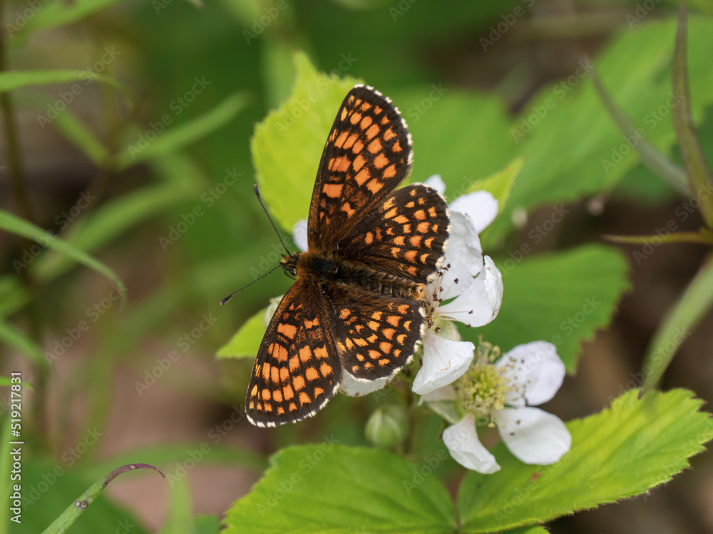 Heath Fritillary Resting Wings Open on Bramble Flower Heath Fritillary Resting Wings Open on Bramble Flower