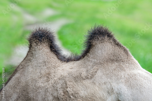 Camel hump close-up. The back of a camel with two humps. Humpback animal photo