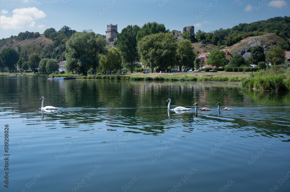 Familie Schwan in einer Reihe am Donausee Familie Schwan in einer Reihe am Donausee