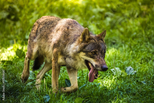 Wolf läuft mit herausgestreckter Zunge durchs Gras