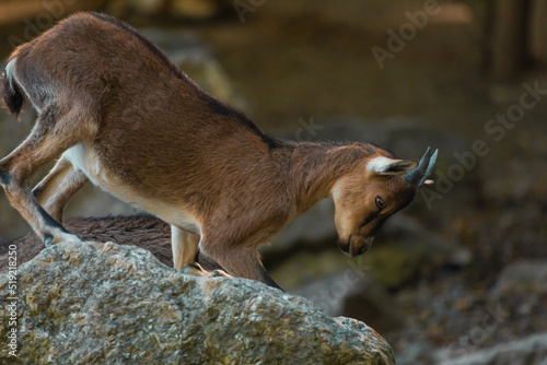 Himalaya-Tahr photo