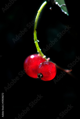Fruit and berries in summer garden
