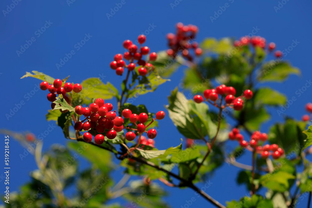 Fruit and berries in summer garden