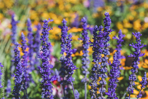 Bunte Blumenwiese mit Salbei, Sonnenhut und Dahlie