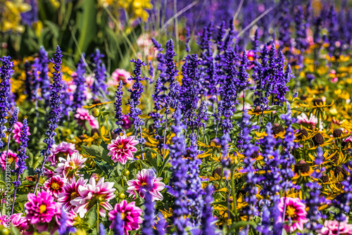 Bunte Blumenwiese mit Salbei, Sonnenhut und Dahlie