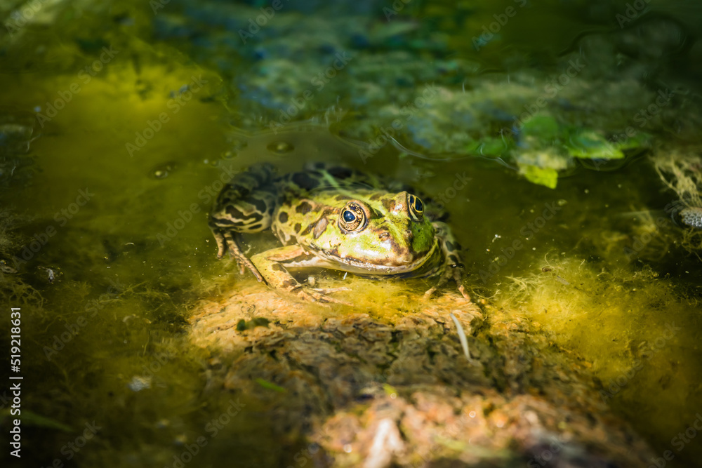 Teichfrosch auf Baumstamm im Wasser Teichfrosch auf Baumstamm im Wasser