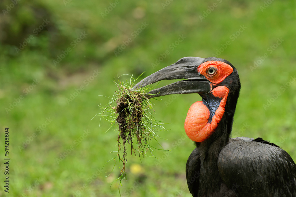 Fototapeta premium Southern ground hornbill with clump of grass in its beak