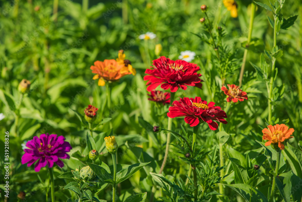 Wiese mit Zinnien