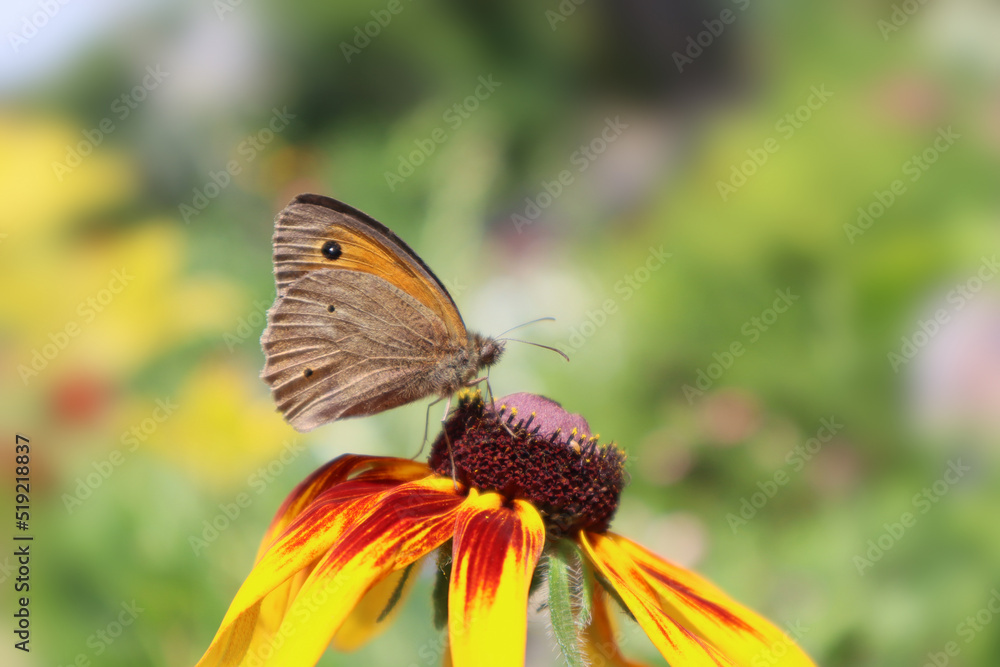 Fototapeta premium Brown marigold butterfly sits on a flower 