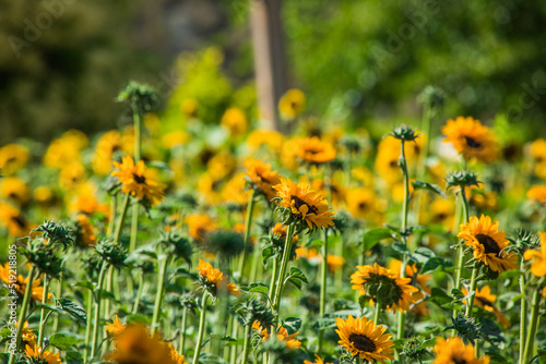 Sonnenblumenfeld © Vanell