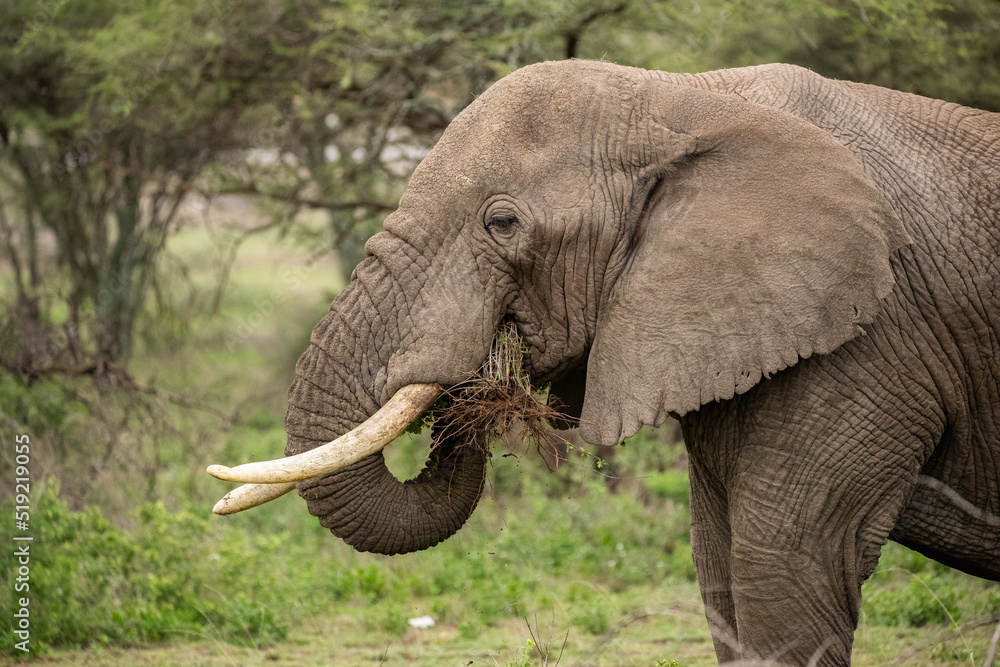 Elephant roaming the plains of Tanzania. 