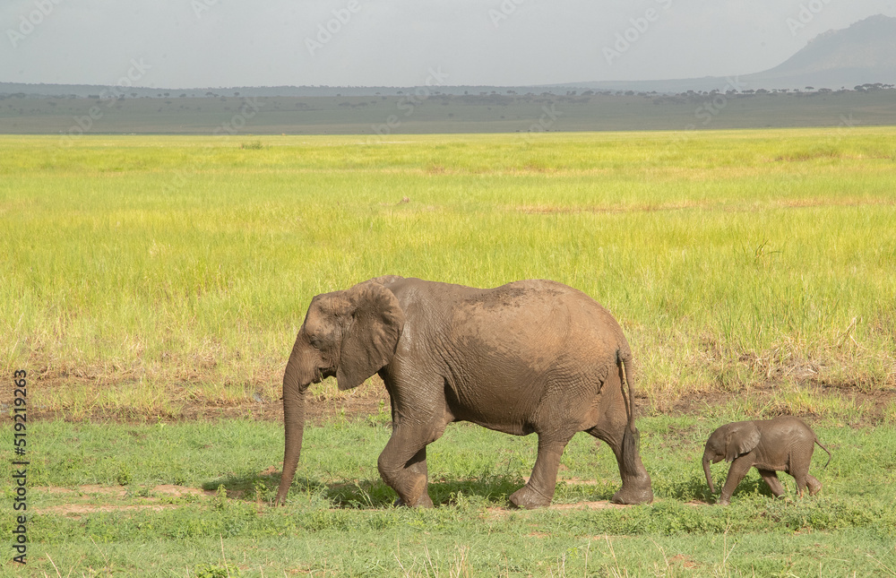 Fototapeta premium Elephant roaming the plains of Tanzania. 